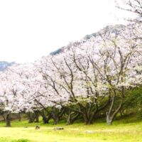 4月4日は、三浦半島の春を海から満喫しませんか？ 「かながわの景勝50選」にも選ばれる燈明崎を出発し、桜の名所として名高い「走水親水公園」を目指す、往復約12kmのコースです。 海沿いに続く見事な桜並木を、混雑を避けて海の上からゆったりと眺められるのはシーカヤックならではの特権。三浦の澄んだ海と、ピンク色に染まる海岸線のコントラストは、この時期だけの特別な絶景です。